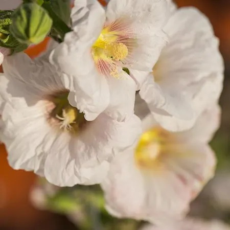Hotel Ambelikos Traditional Agrohotel Potamitissa