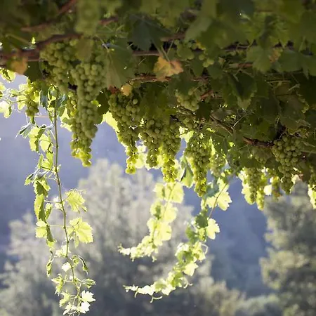 Ambelikos Traditional Agrohotel