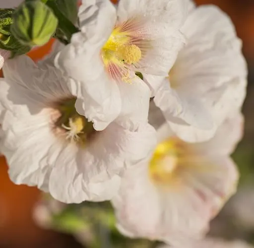 Hotel Ambelikos Traditional Agrohotel Potamitissa